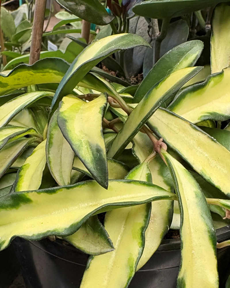 Hoya Wayetii 6.5"