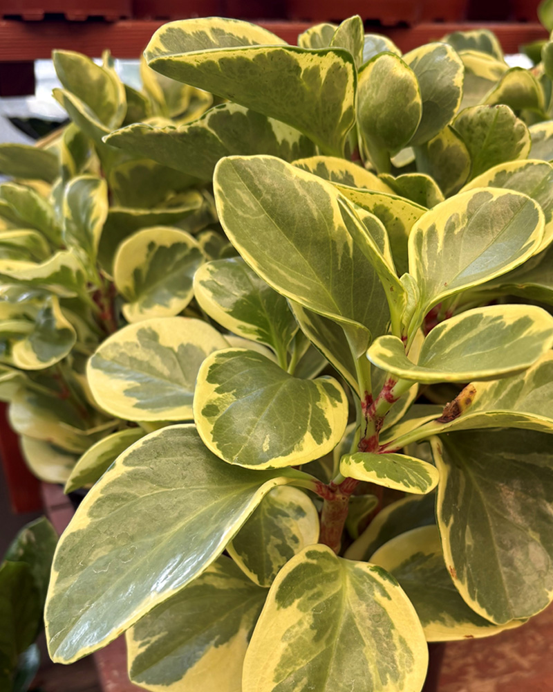 Peperomia Variegated 4"