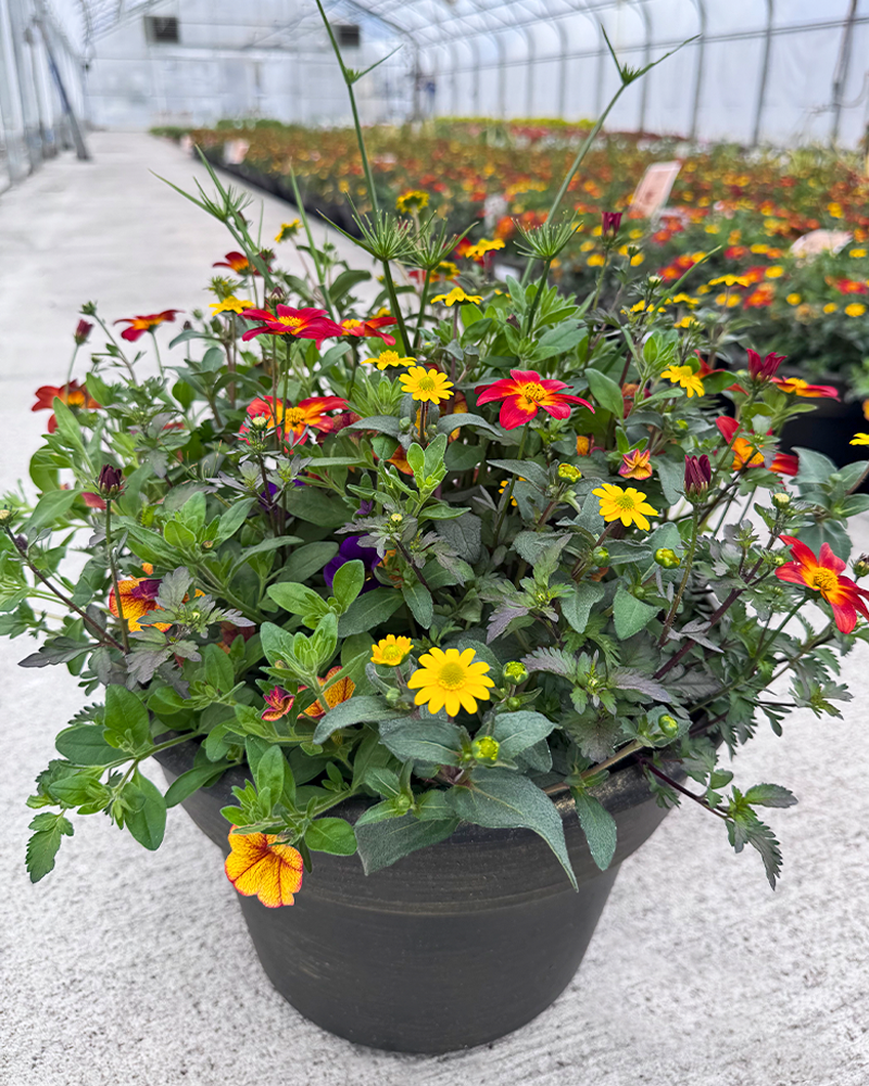 Blended Brushwork Patio Pot 12"