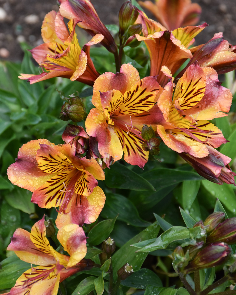 Alstromeria Diana #1