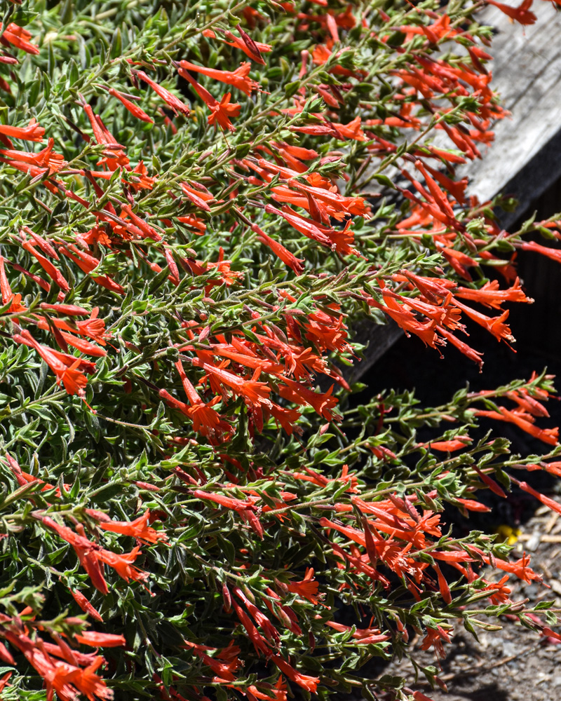 Orange Carpet&reg; Creeping Hummingbird Trumpet #1<br><i>Epilobium canum 'PWWG01S'</br></i>