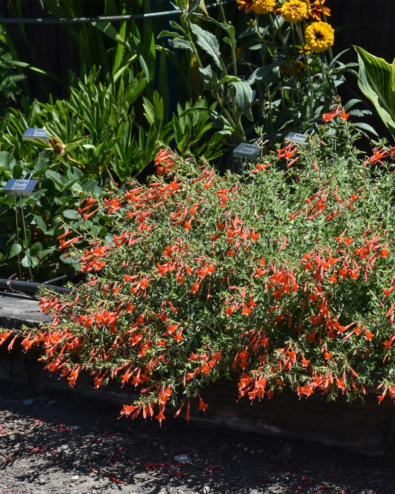 Orange Carpet&reg; Creeping Hummingbird Trumpet #1<br><i>Epilobium canum \'PWWG01S\'</br></i>