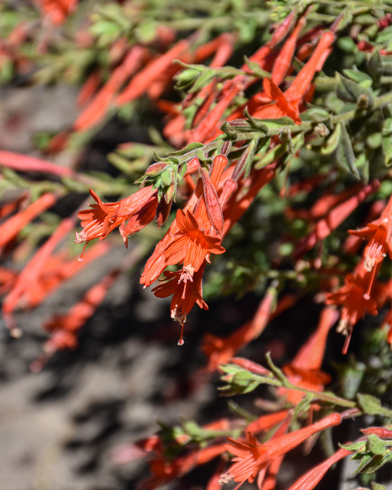 Orange Carpet&reg; Creeping Hummingbird Trumpet #1<br><i>Epilobium canum \'PWWG01S\'</br></i>