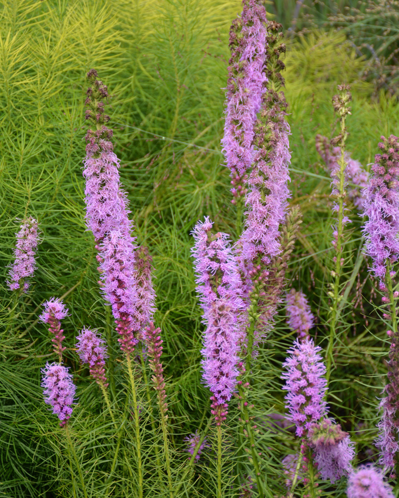 Floristan Violet Blazing Star #1<br><i>Liatris spicata 'Floristan Violet'</br></i>