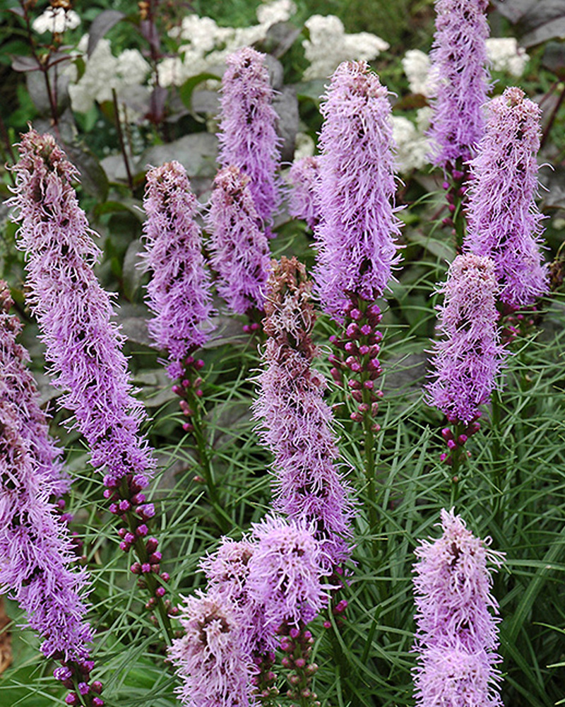 Kobold Blazing Star #1<br><i>Liatris spicata 'Kobold'</br></i>