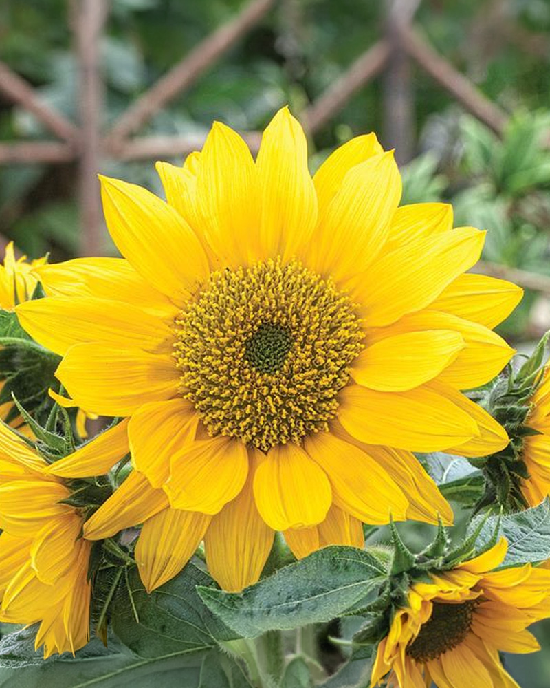 Sunflower Smiley Gold 4"