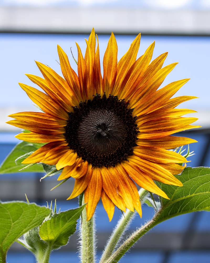 Sunflower Tiger Eye #1