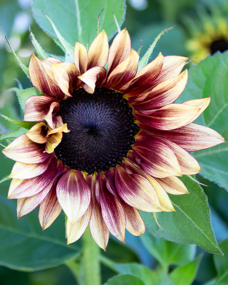 Sunflower Strawberry Blonde #1