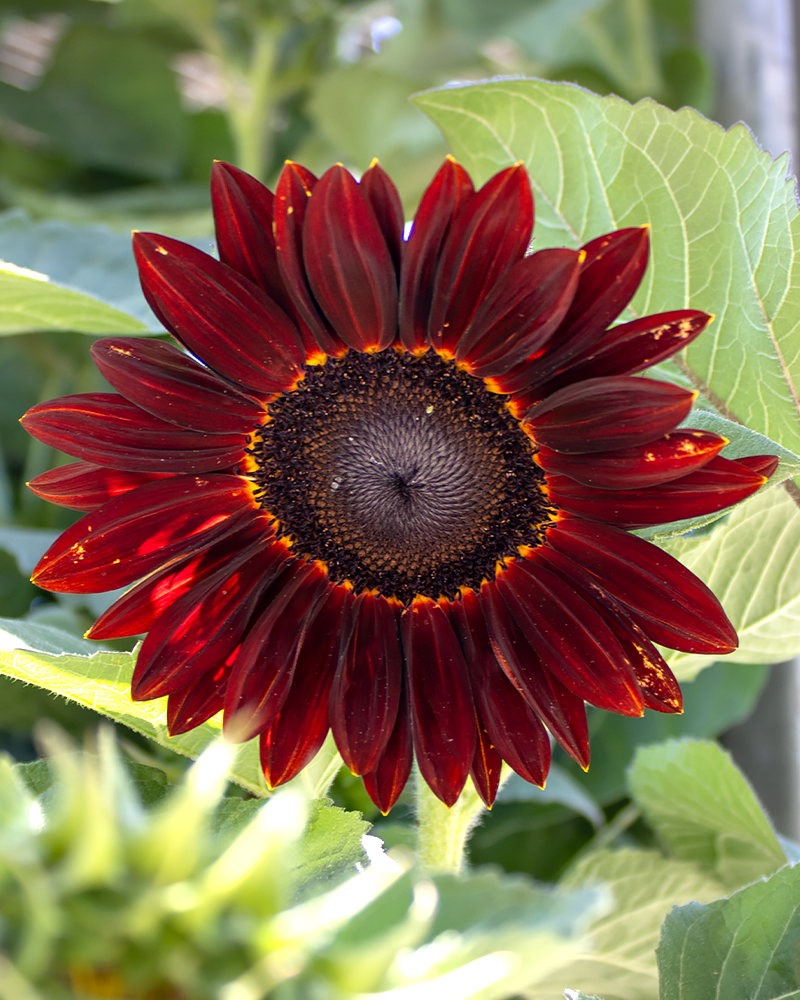 Sunflower Chianti #1