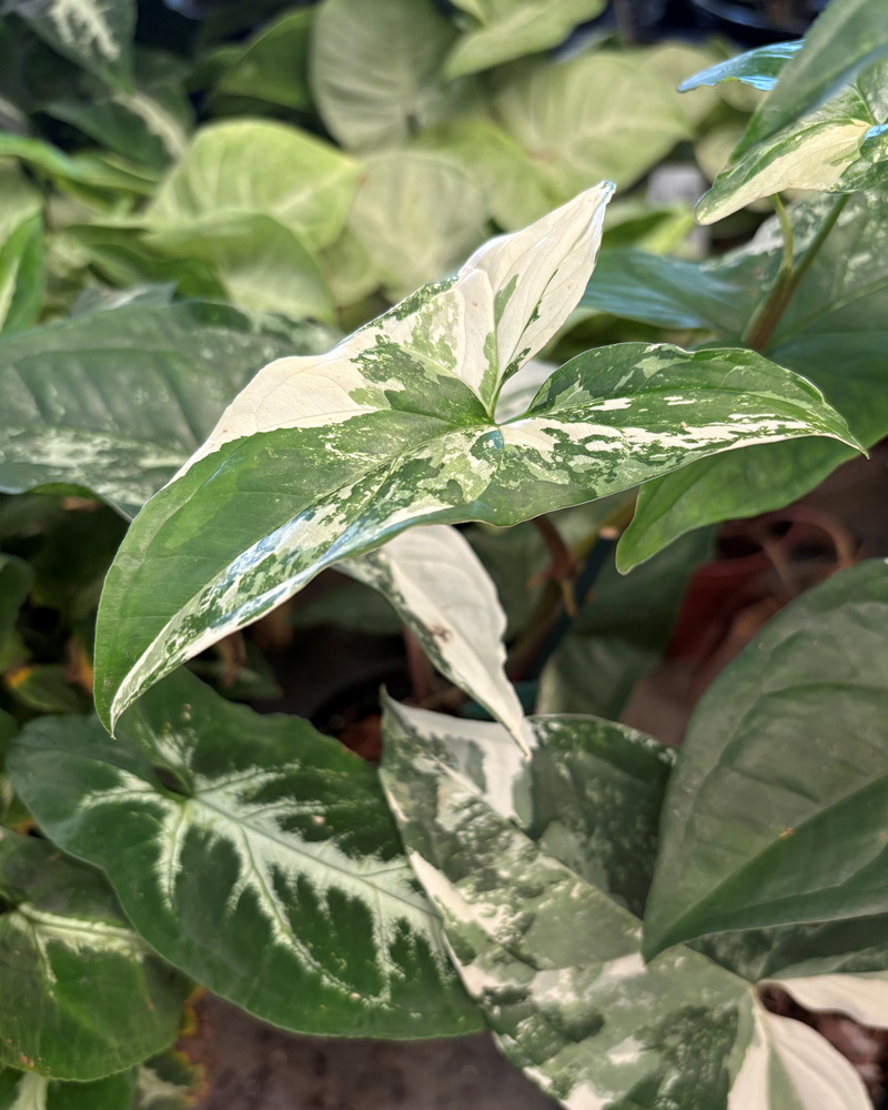 Syngonium Podophyllum Albo 4"
