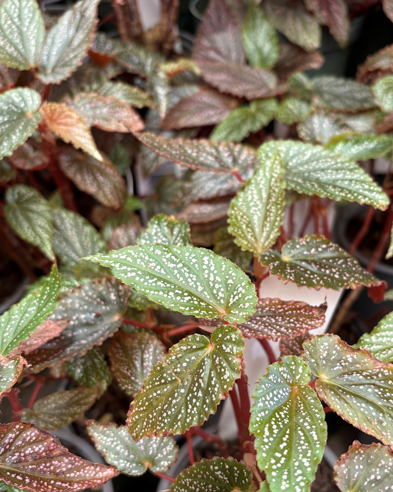 Begonia Pink Spot 4"
