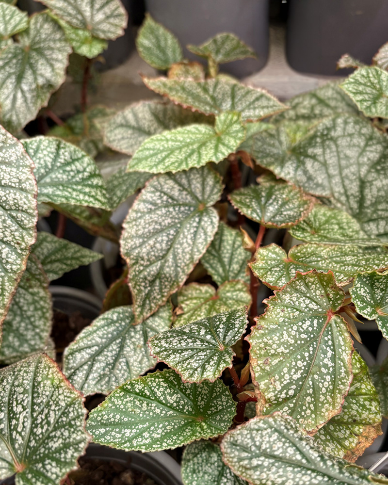 Begonia Snowcapped 4"