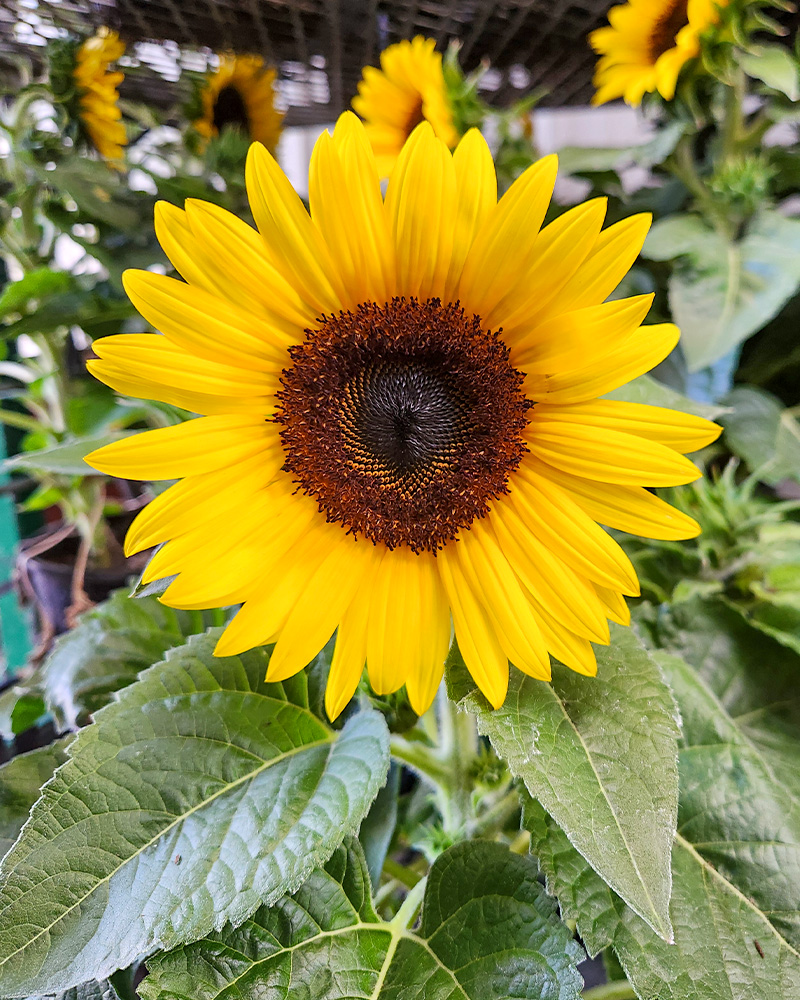 Sunflower SunBuzz #1