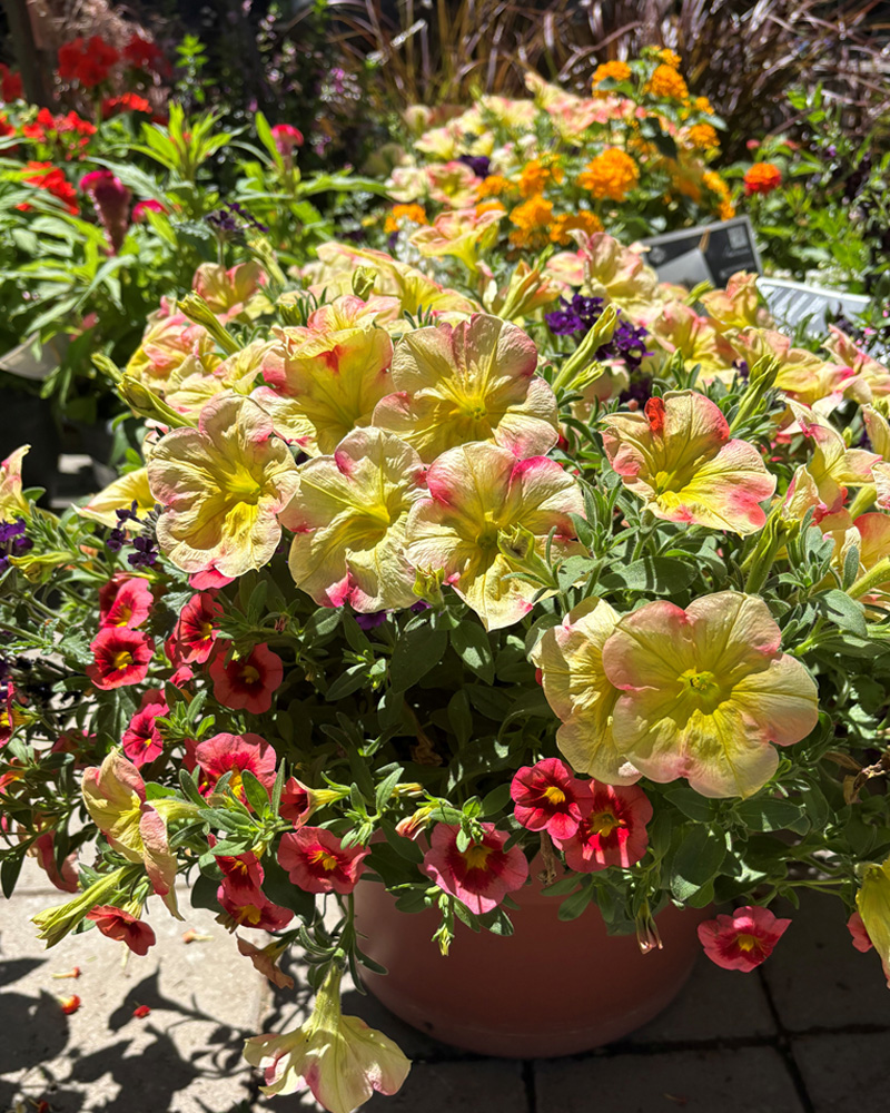 Velvet Voltage Patio Pot 12"