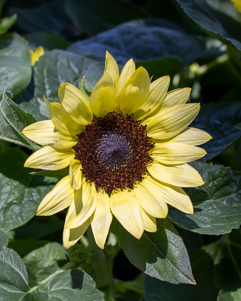 Sunflower Compact Lemon #1