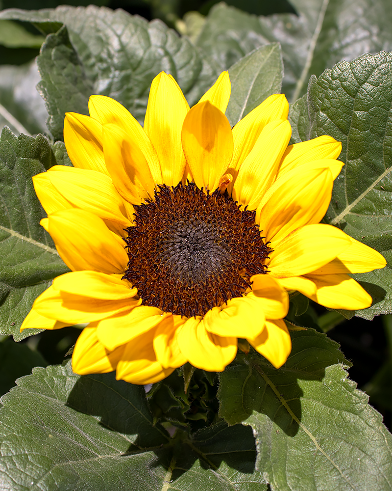 Sunflower Sunray Yellow 4"