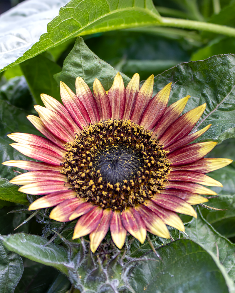 Sunflower Ms Mars 4"
