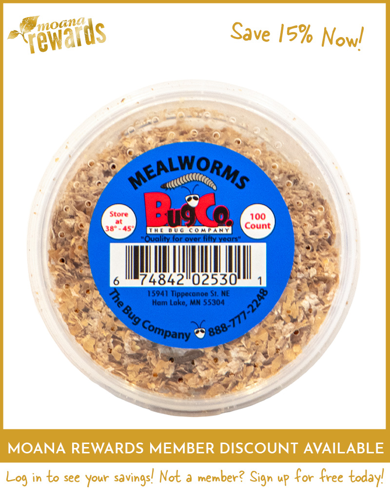 Live Mealworms 100ct
