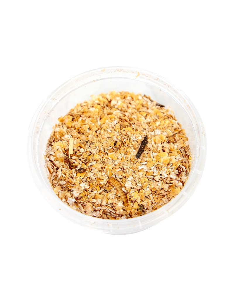 Live Mealworms 100ct