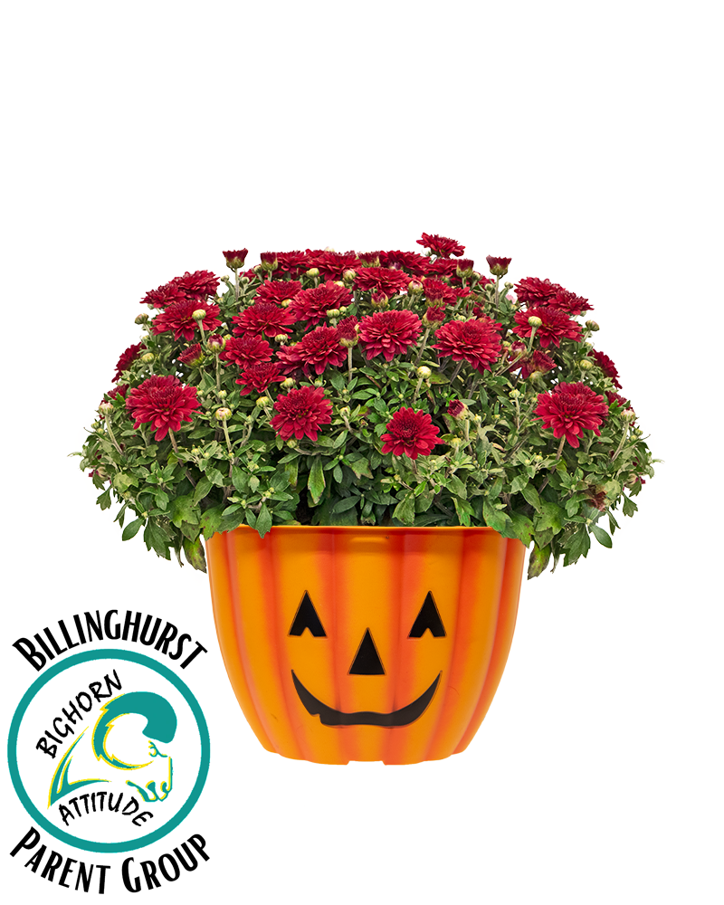 Billinghurst Parent Group Inc Mini-Mum