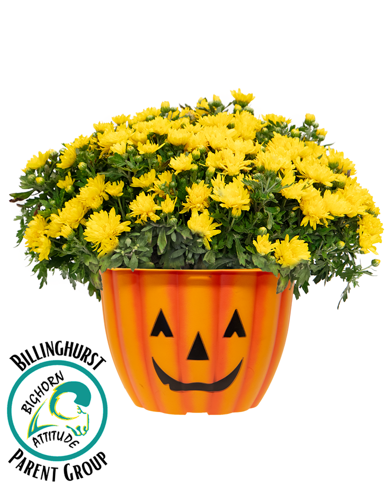 Billinghurst Parent Group Inc Maxi-Mum