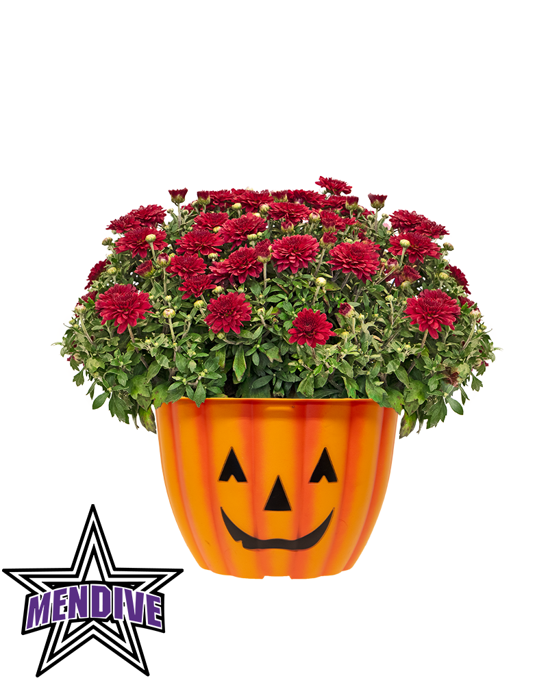 Mendive Middle School Mini-Mum