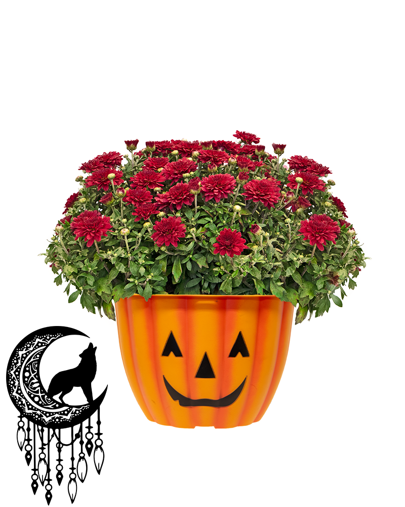 Sarah Winnemucca PTO Mini-Mum