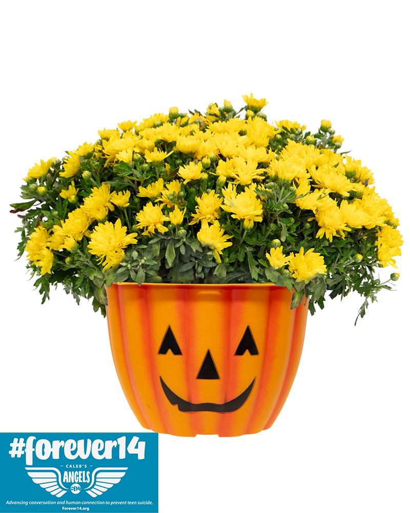 Forever14 Maxi-Mum