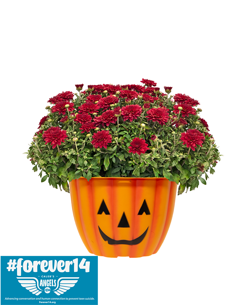 Forever14 Mini-Mum