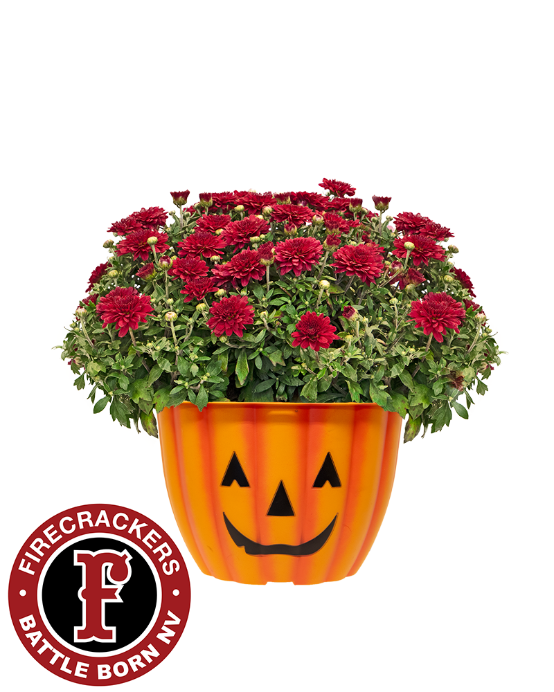 Firecrackers Battle Born NV Mini-Mum