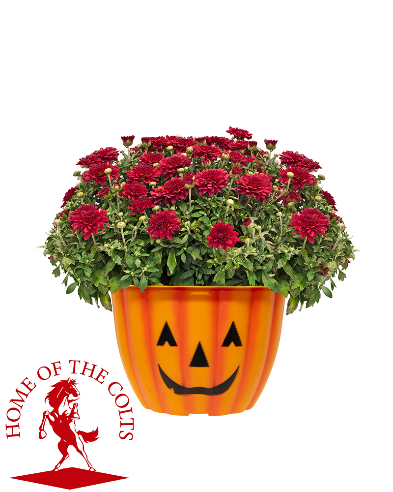 Earl Wooster High School Mini-Mum