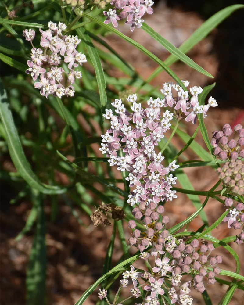 Showy Milkweed #1<br><i>Asclepias speciosa</br></i>