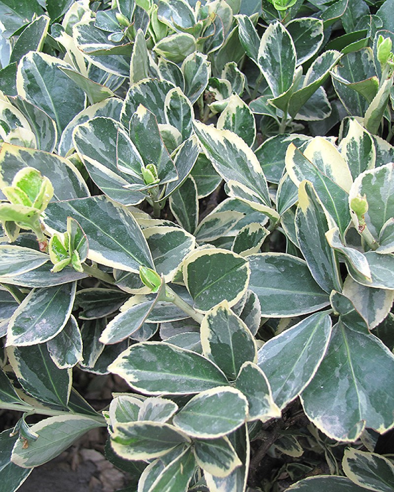 Silver King Euonymus #5<br><i>Euonymus japonicus Silver King</br></i>