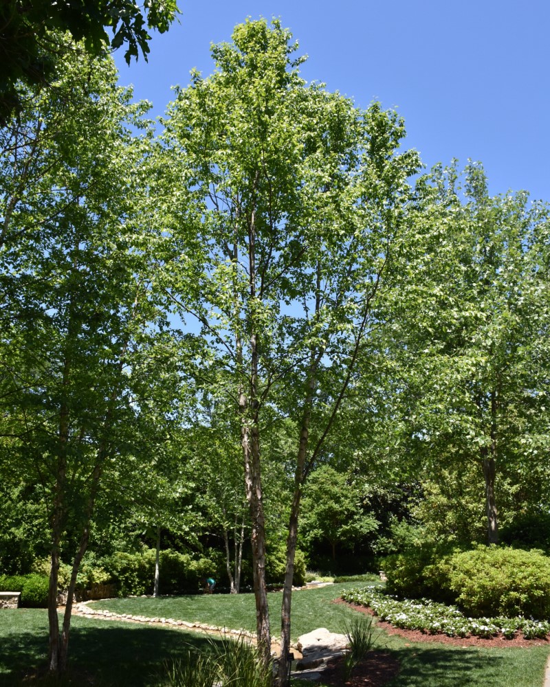 Dura Heat River Birch #15<br><i>Betula nigra Dura Heat</br></i>