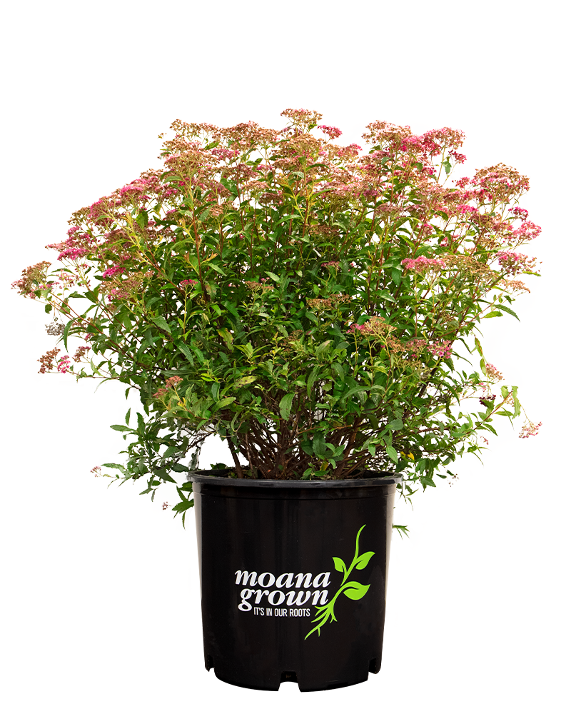 Neon Flash Spirea #3<br><i>Spiraea japonica 'Neon Flash'</br></i>