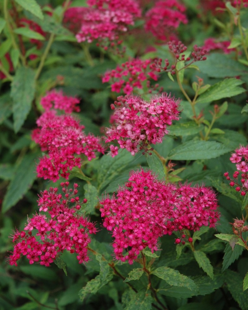 Neon Flash Spirea #3<br><i>Spiraea japonica \'Neon Flash\'</br></i>