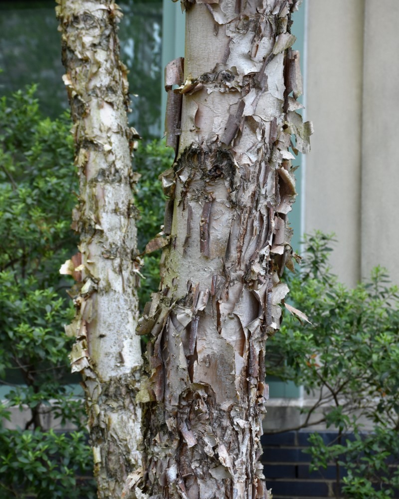 Dura Heat River Birch #15<br><i>Betula nigra Dura Heat</br></i>