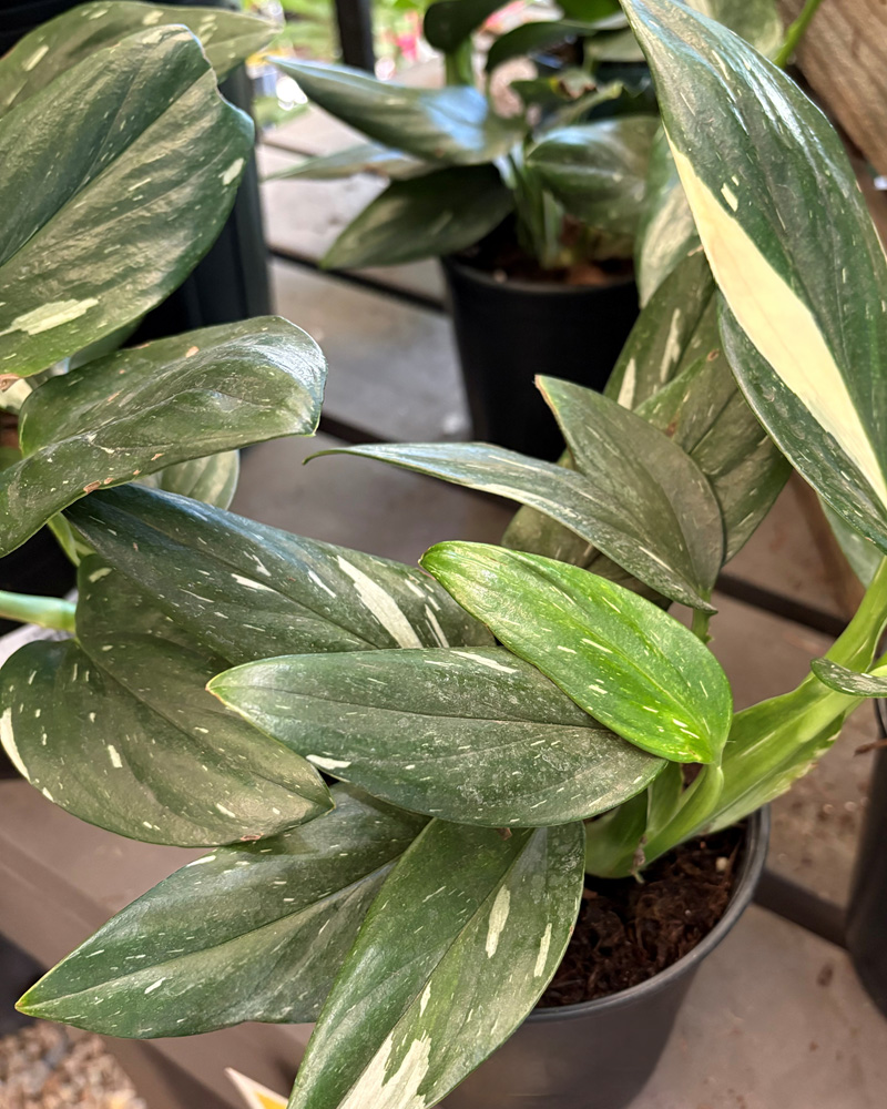 Monstera Standleyana Albo Variegated 6"