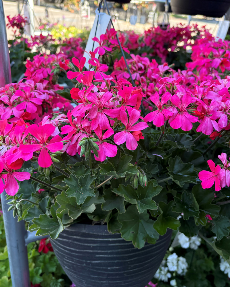 Caliente Coral Salmon Geranium Hanging Basket 12"
