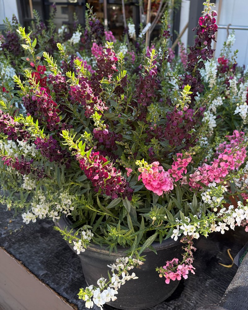 We've Got Flare Patio Pot 12"
