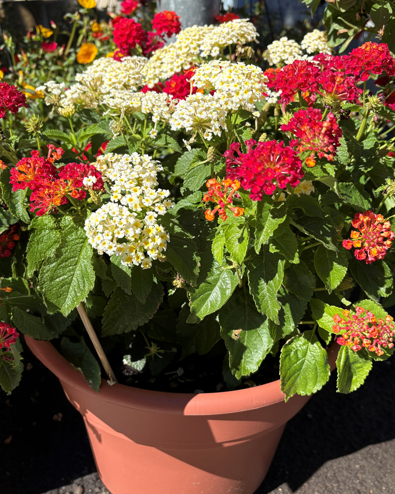 Good Company Patio Pot 12"