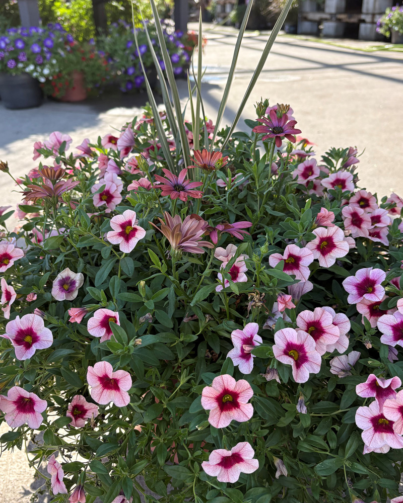 Tahoe Twilight Patio Pot 12"