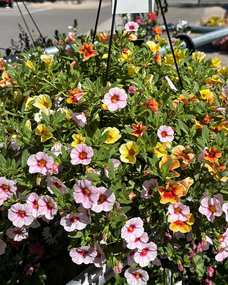 Trixi Batting Eyes Hanging Basket 10"
