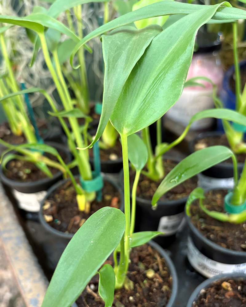 Monstera Burle Marx Flame 3"