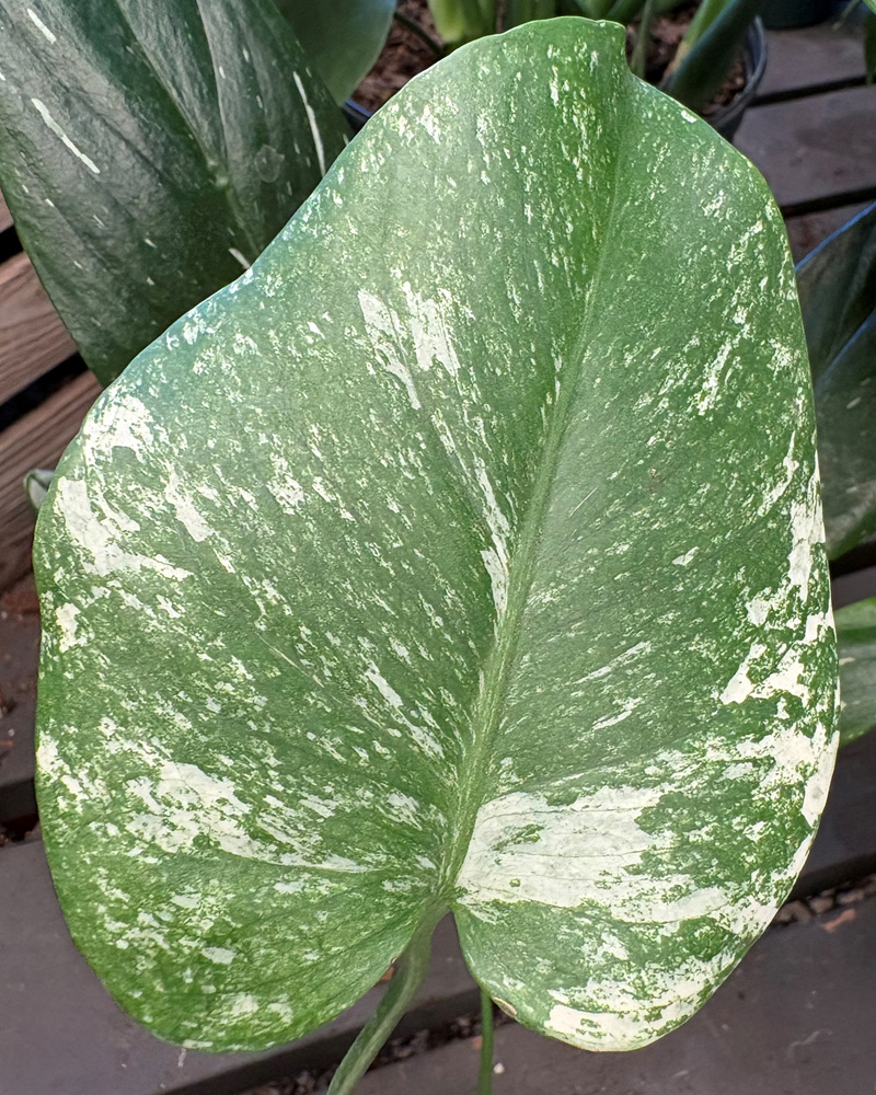 Monstera White Monster 4"