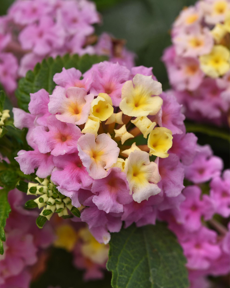 Lantana Little Lucky Lavender 4"
