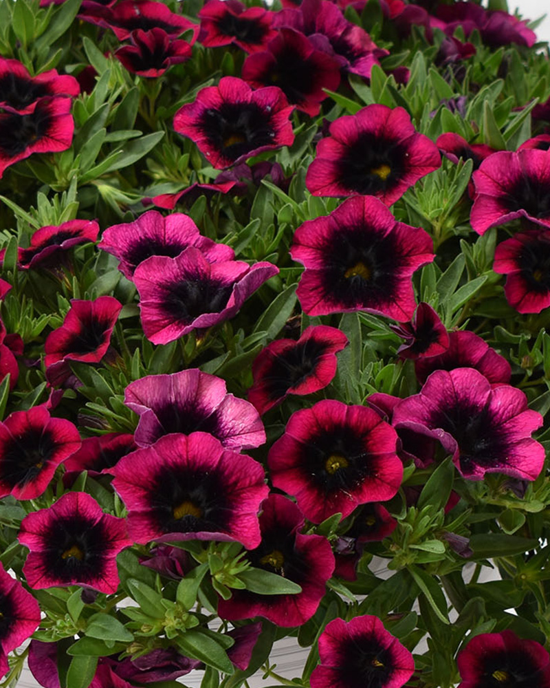 Calibrachoa Dracula 4"