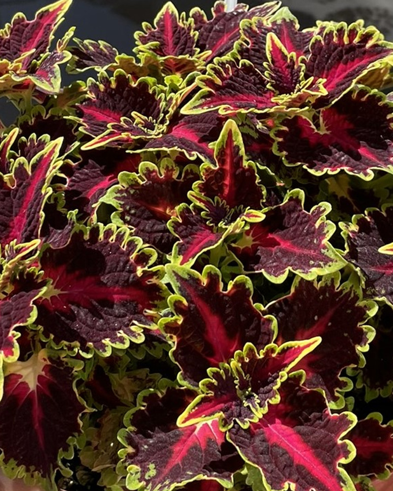 Coleus Terrascape Queen 4"