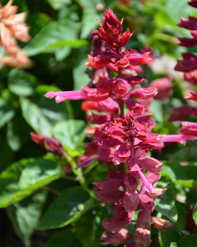 Salvia Lipstick Pink #1