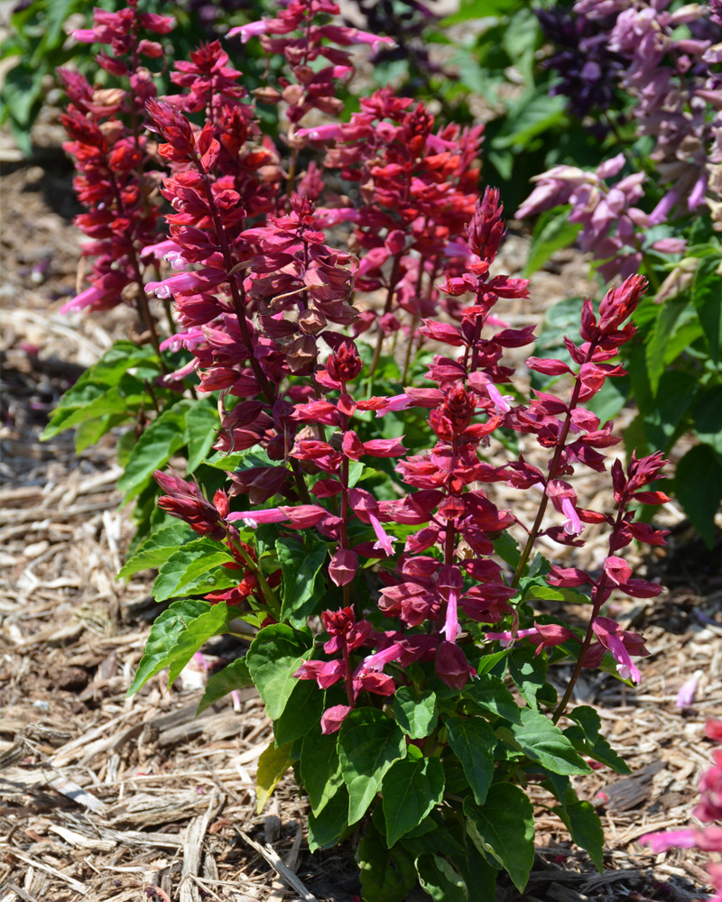 Salvia Lipstick Pink #1